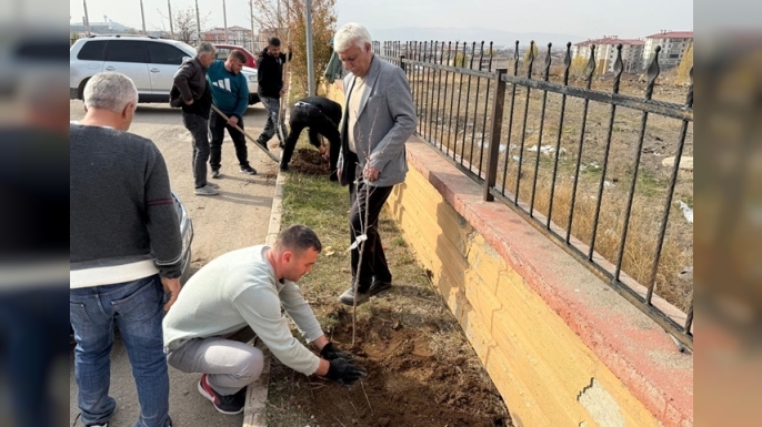 Spor Kampüslerine meyve ağacı